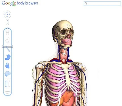 body-2